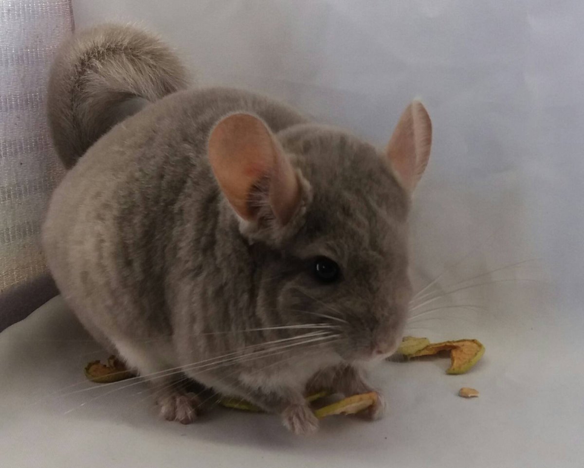 Короткохвостая шиншилла