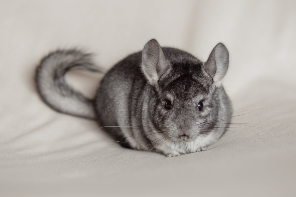 Шиншилла гетероэбони