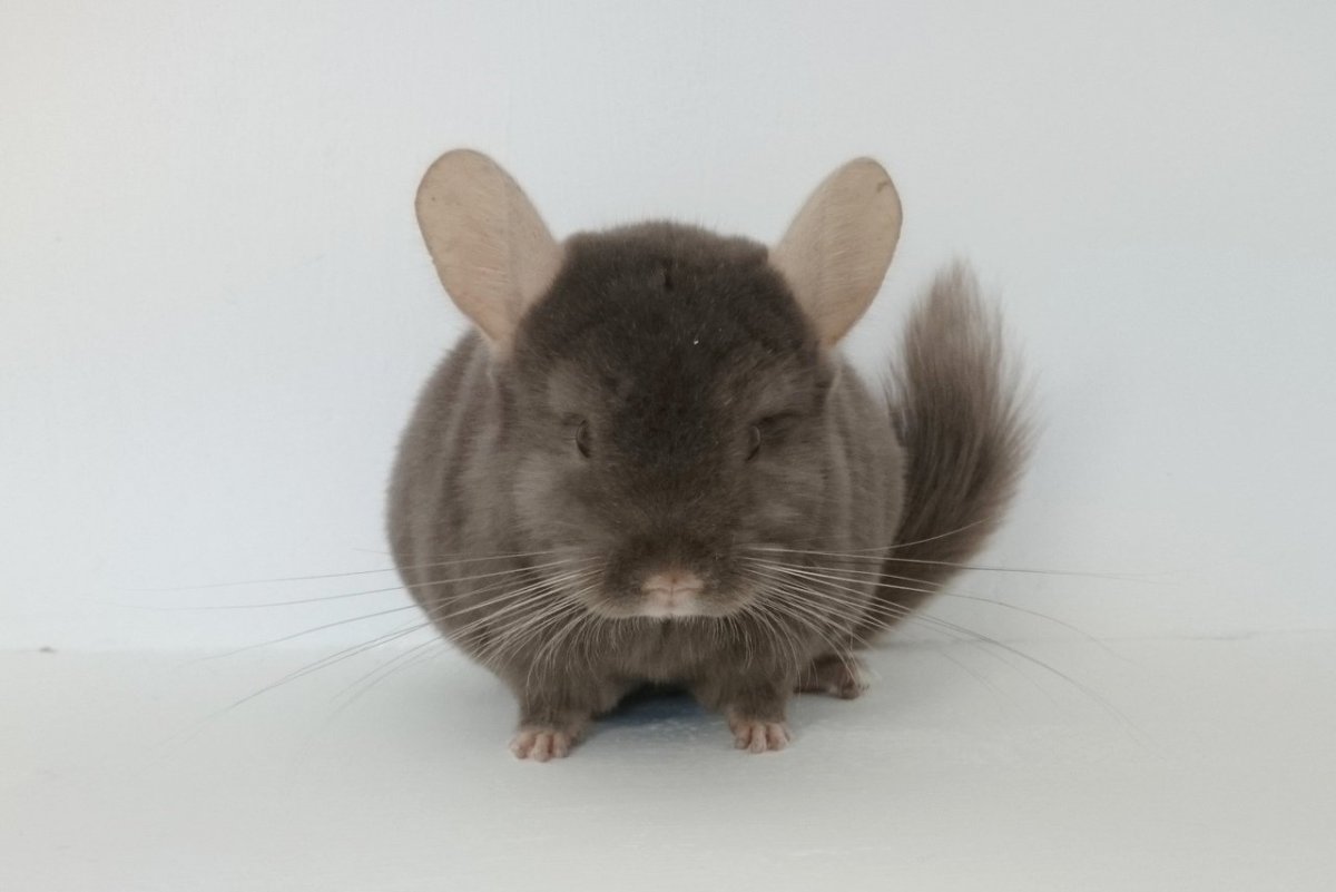 Шиншилла Пич