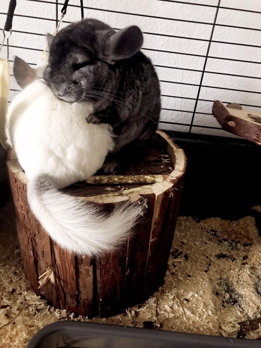 Шиншилла коричневая