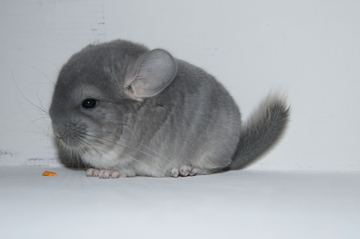 Шиншилла серая