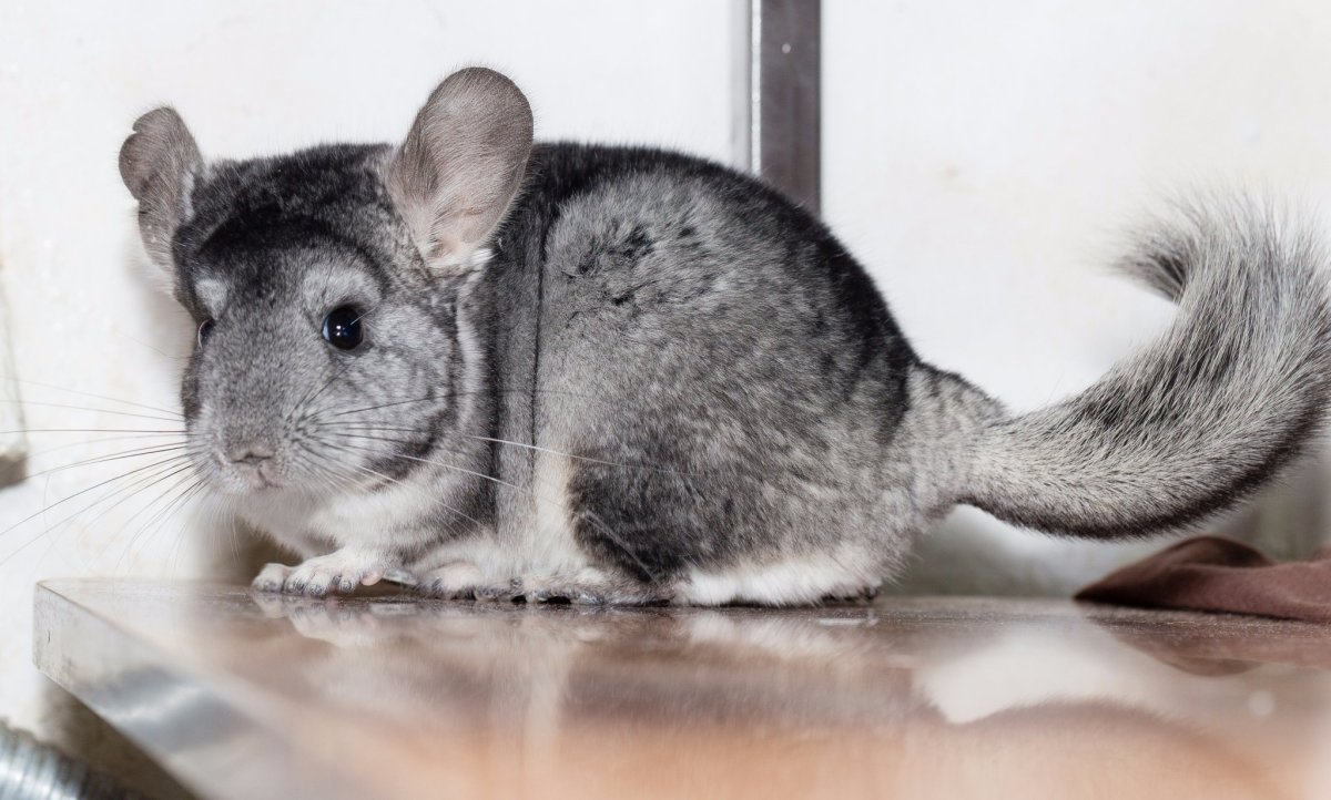 Шиншилла черный эбони