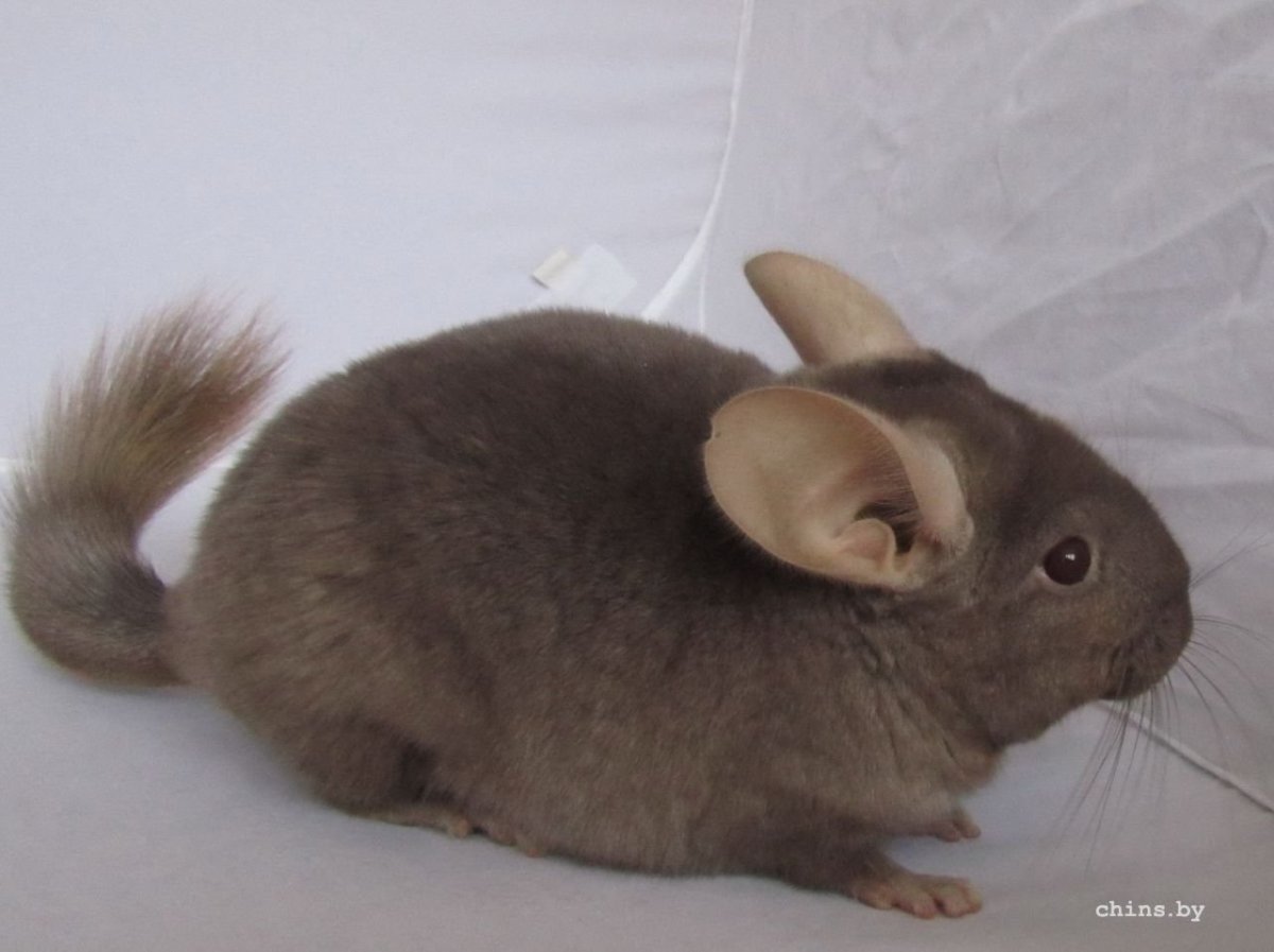 Шиншилла агути