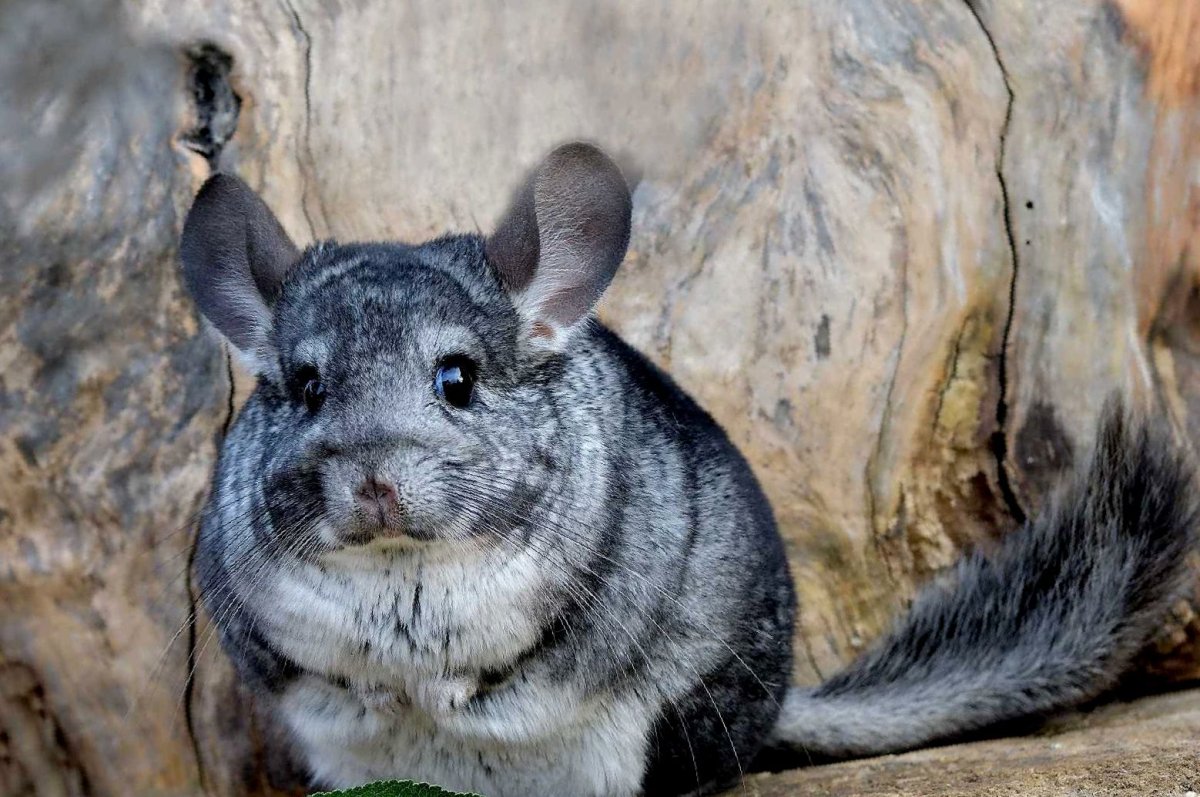 Разные шиншиллы