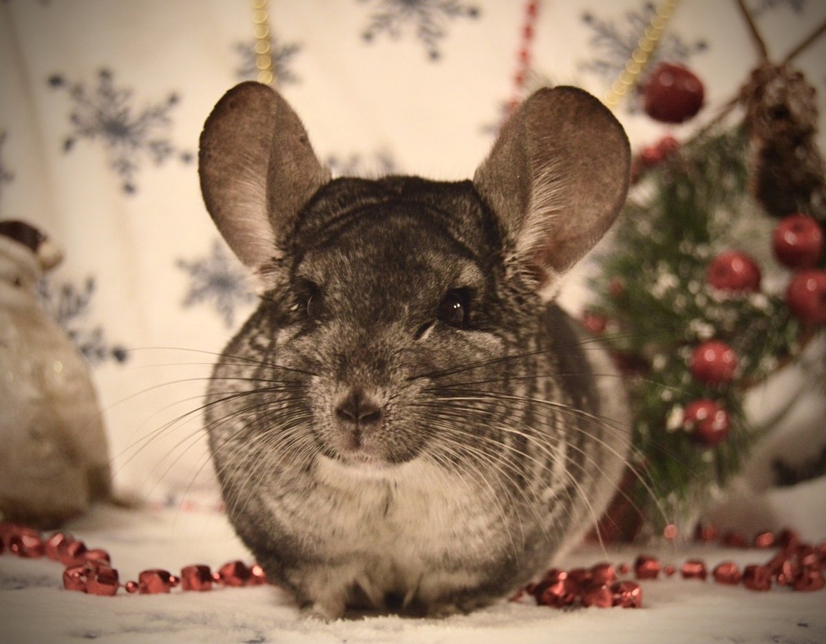 Малая длиннохвостая шиншилла