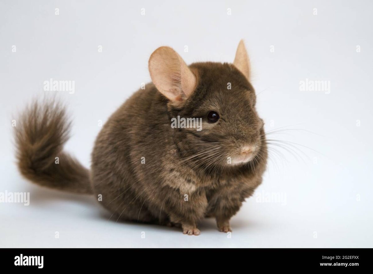 Шиншилла средний эбони