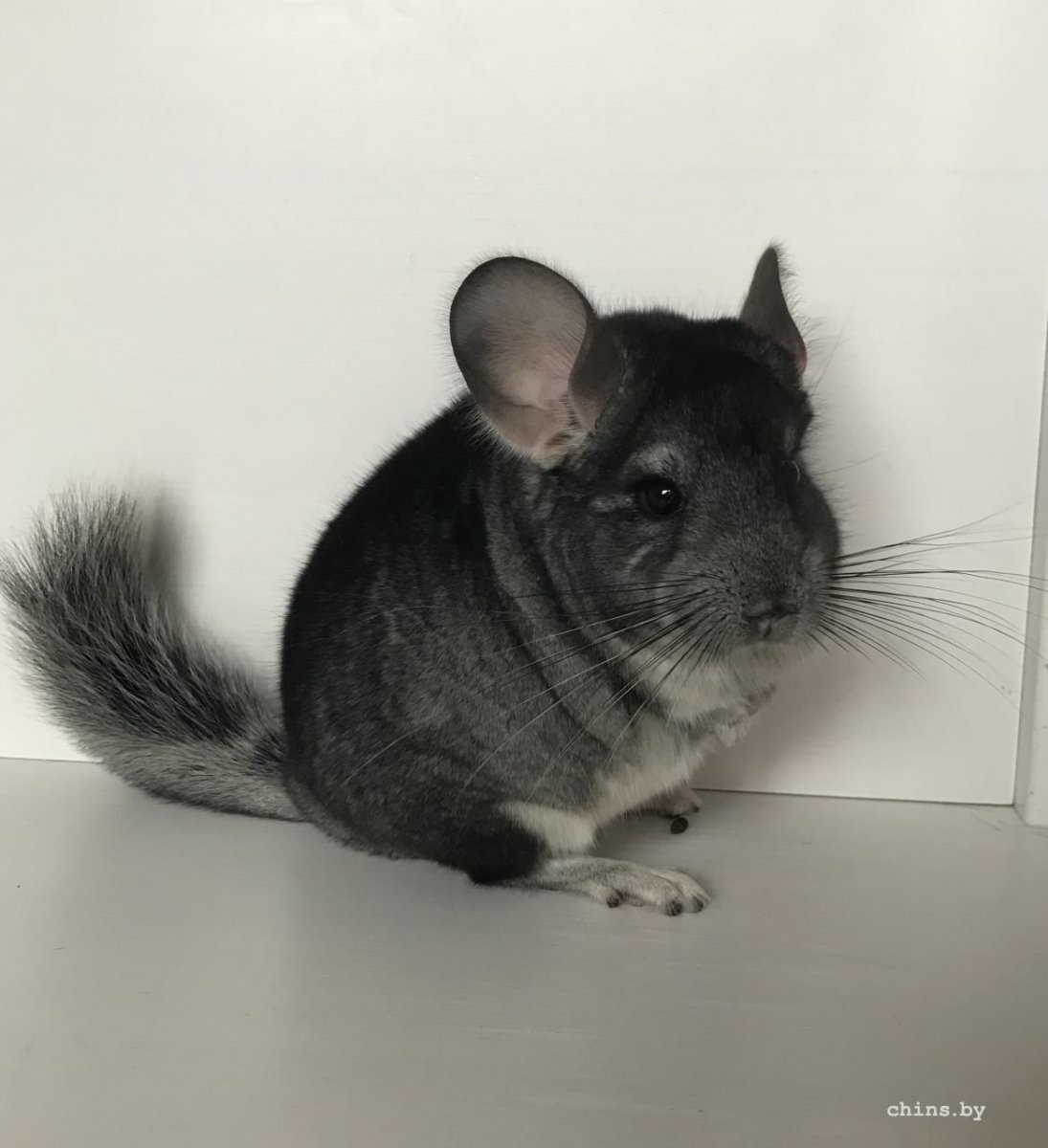 Шиншилла черный эбони