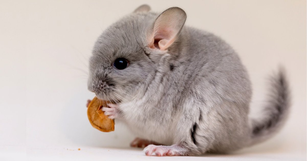 Шиншилла Гомобежевый