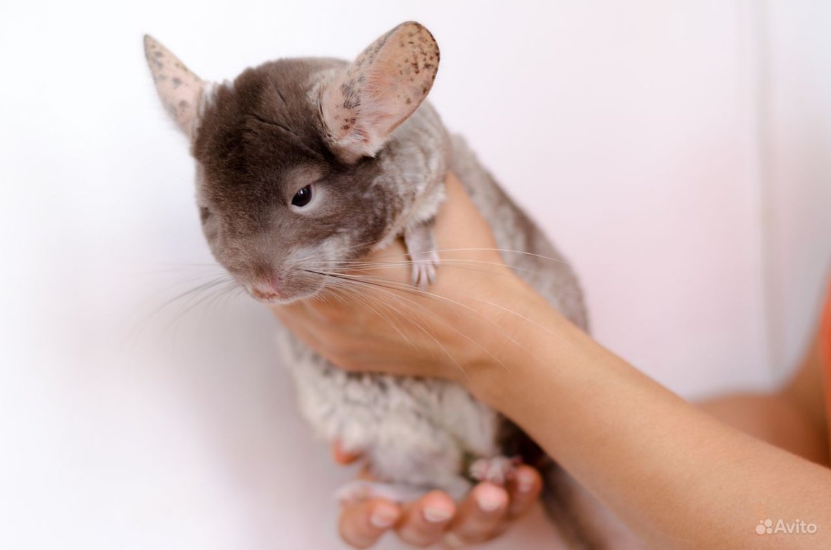 Шиншилла коричневая
