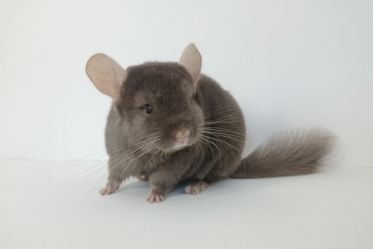 Шиншилла стандарт