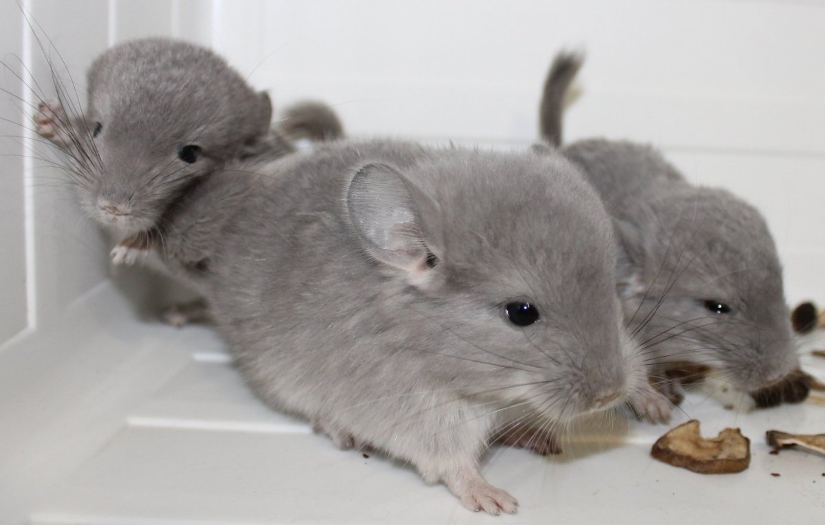 Шиншилла на белом фоне