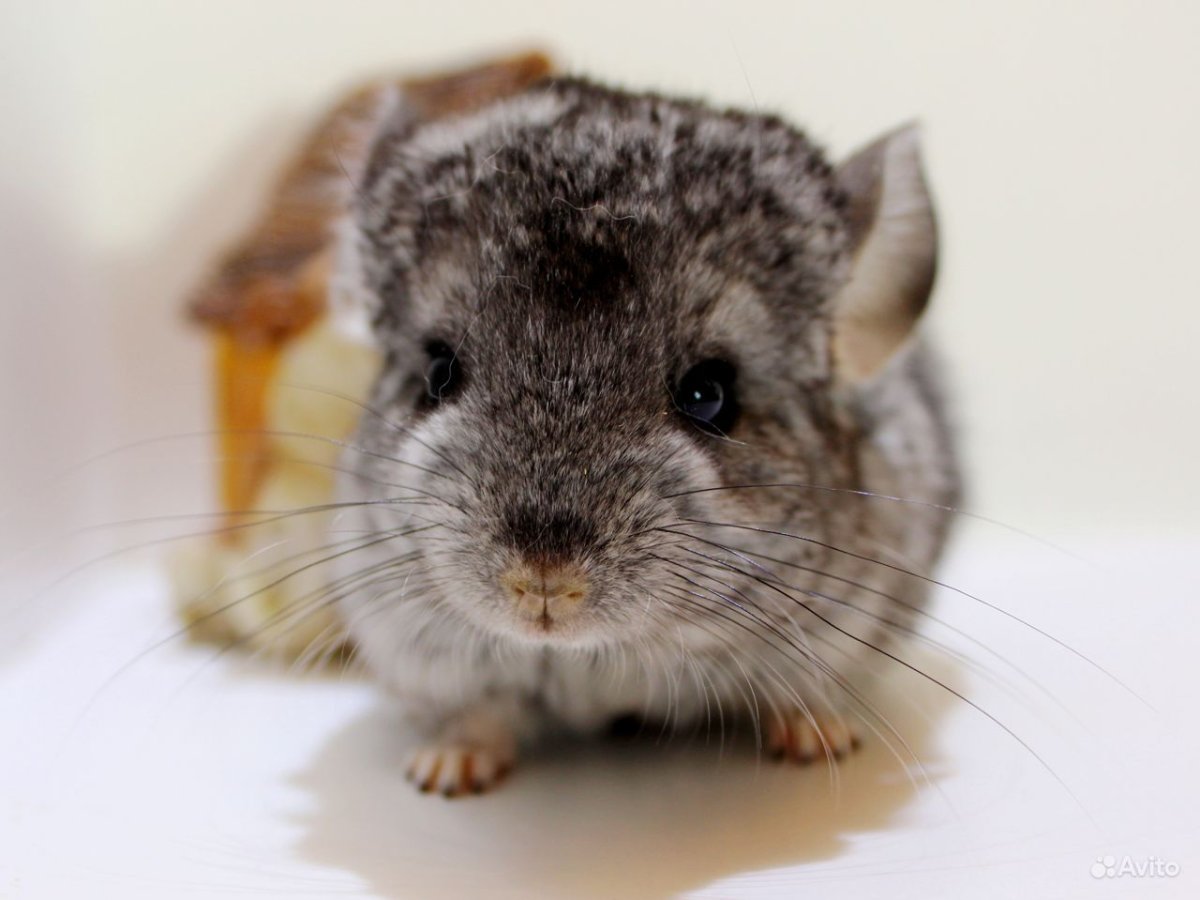 Шиншилла пушистая