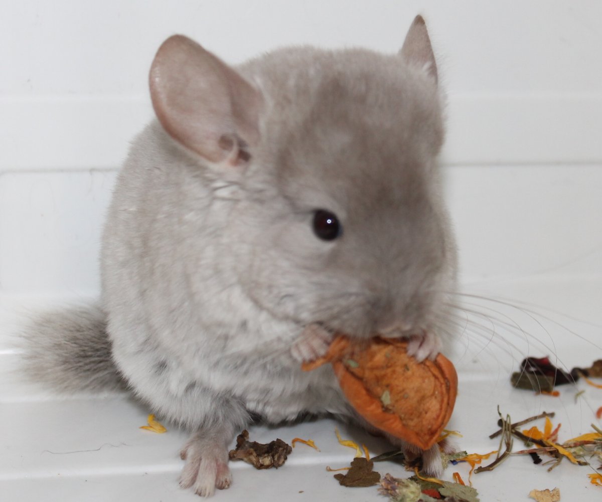 Вильсон эбони шиншилла