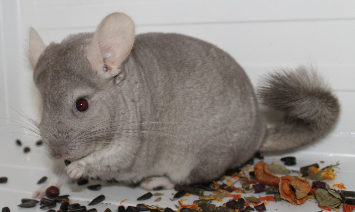 Австралийская шиншилла