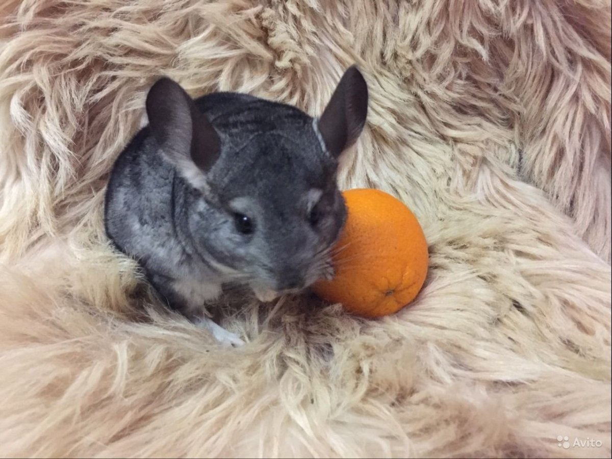 Шиншилла стандарт