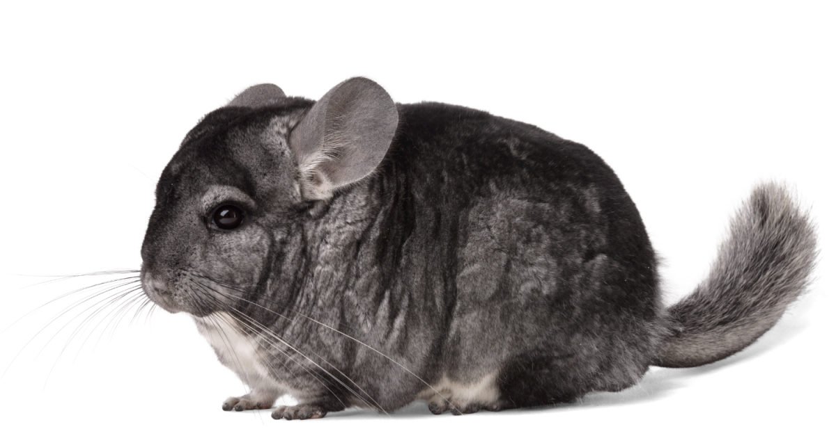 Фиолетовая шиншилла окрас