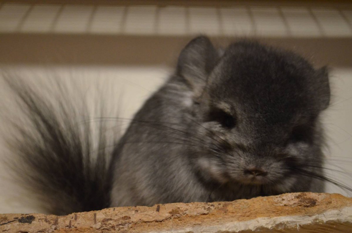 Шиншилла 103