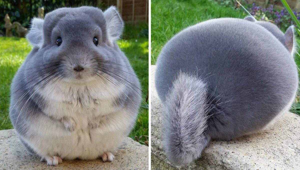 Шиншилла бежевая Веллмана