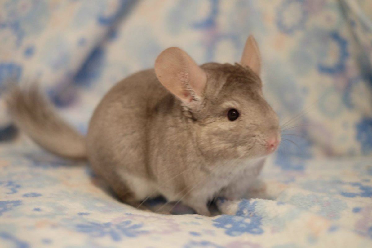 Шиншилла Браун