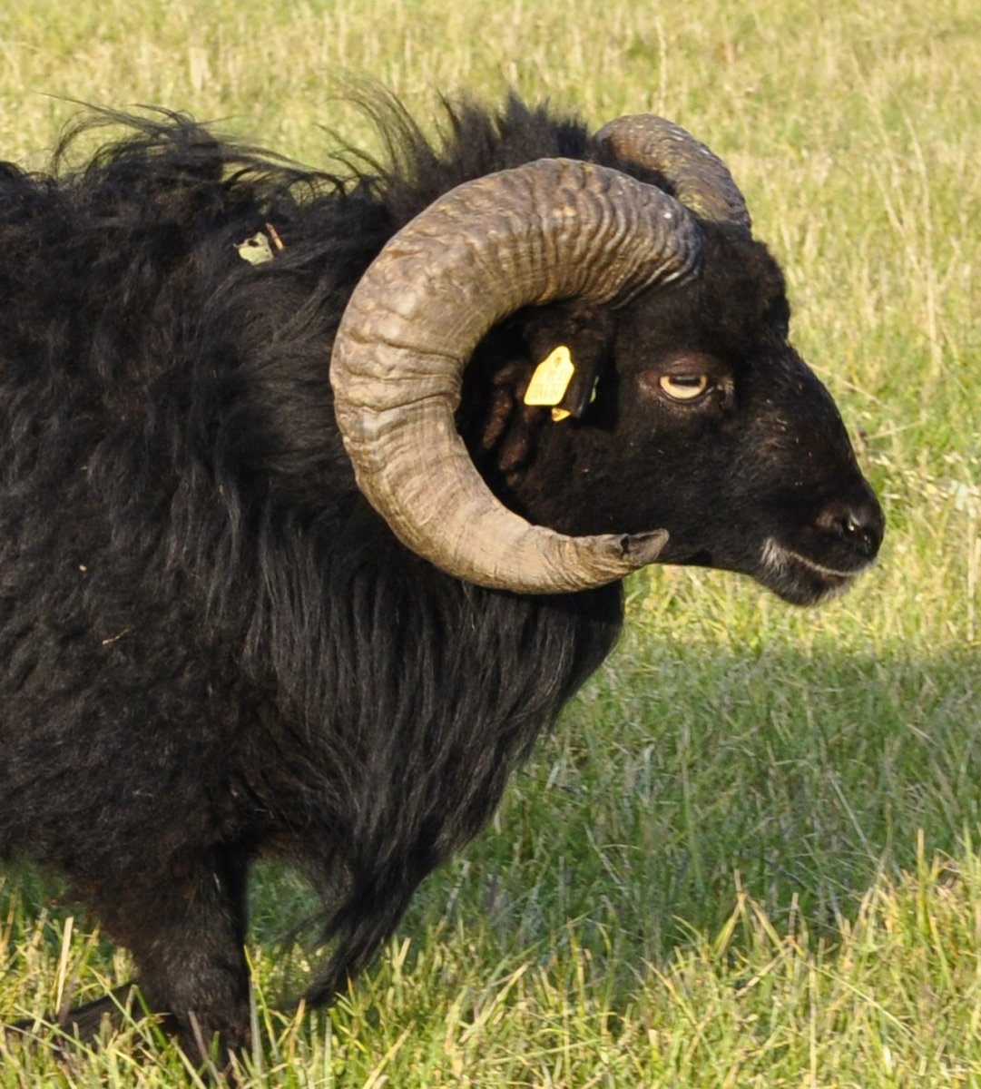 Темный баран