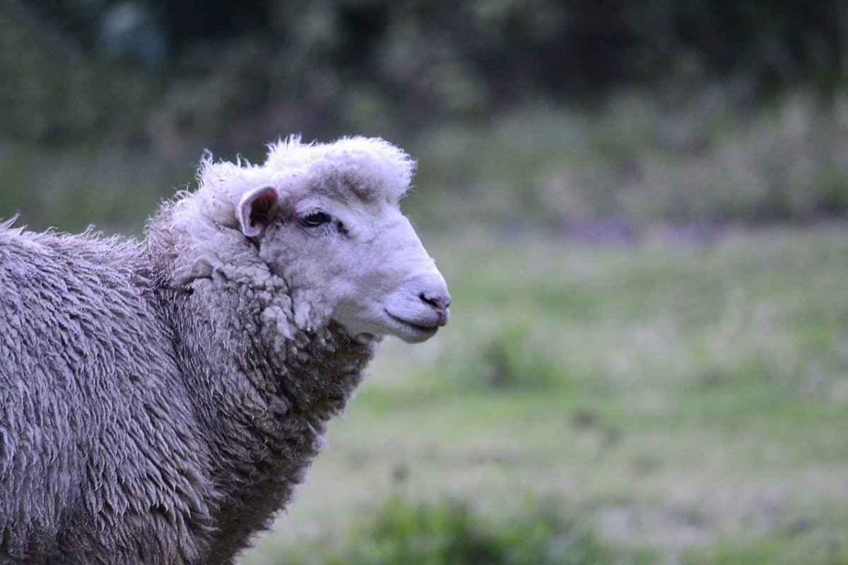Овечка в профиль