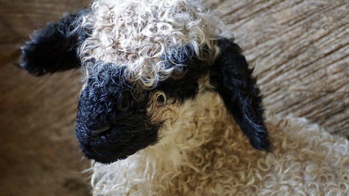 Здания в виде животных овца и собака