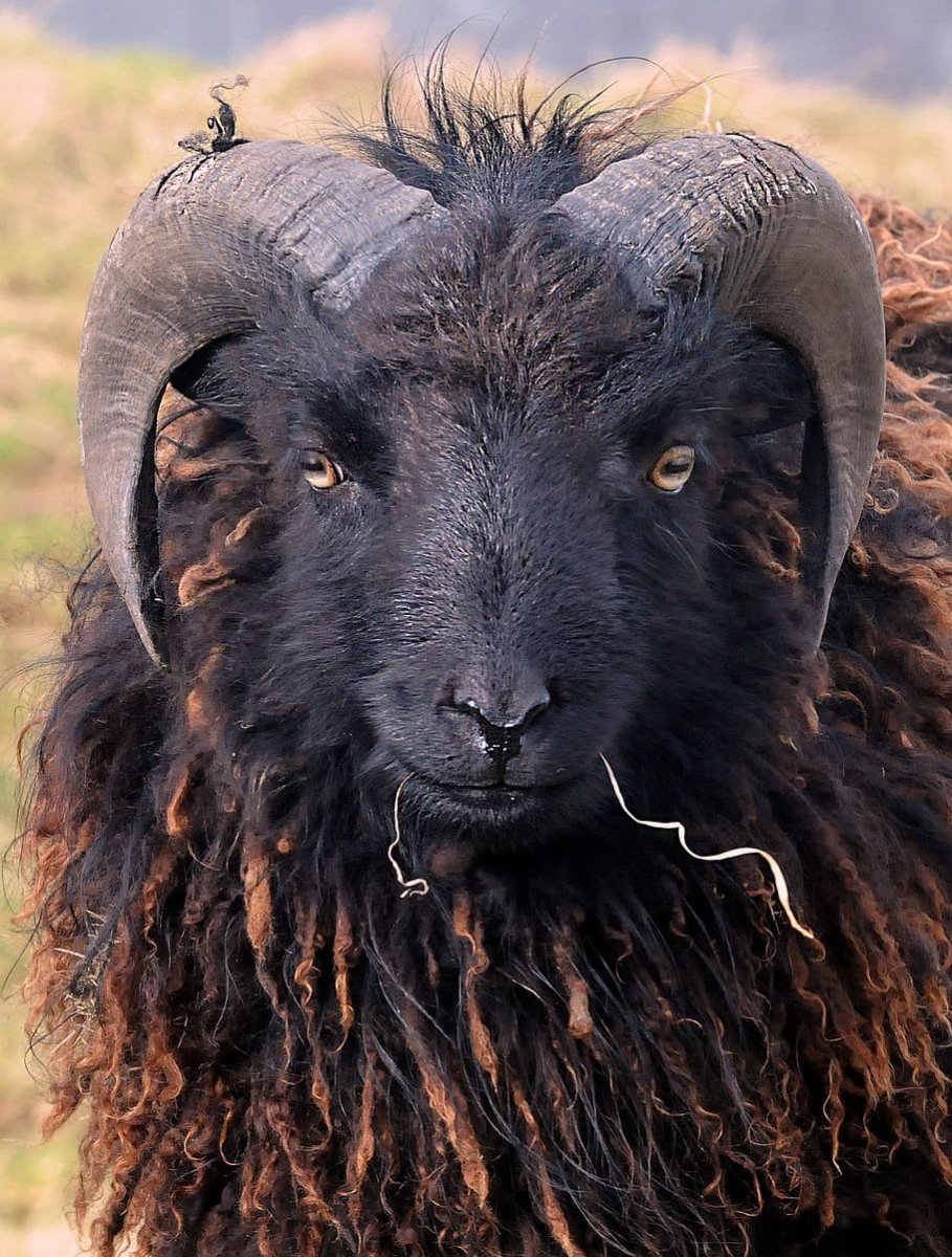 Бизон овцебык буйвол