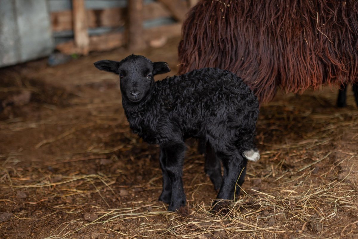 Маленький ягненок черный