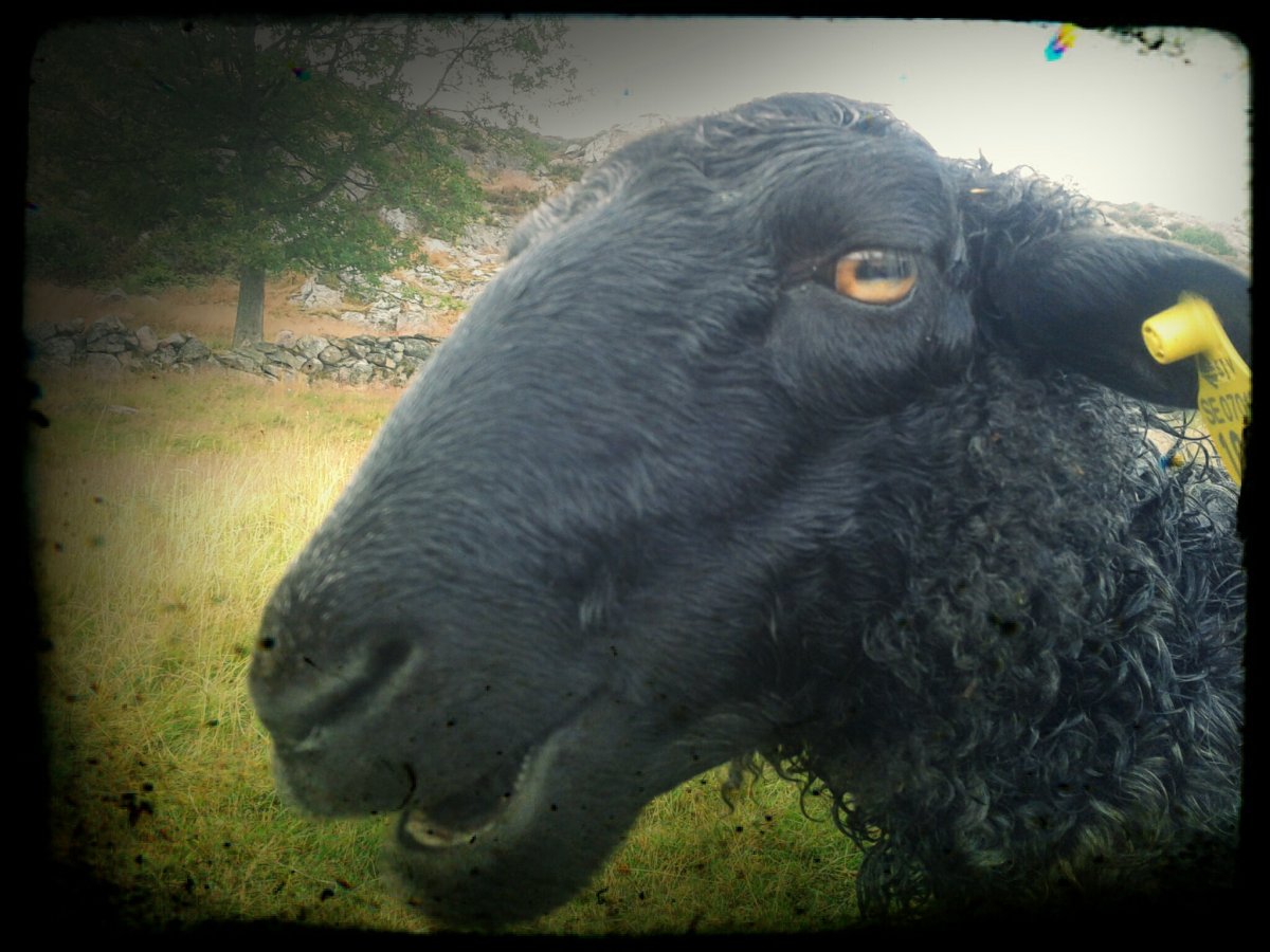 Овца с черной кожей