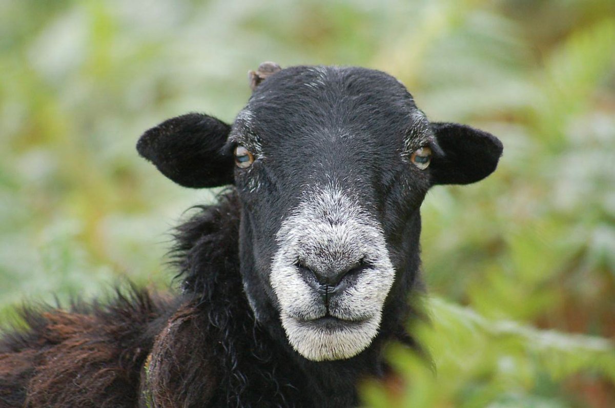 Черненькие овечки