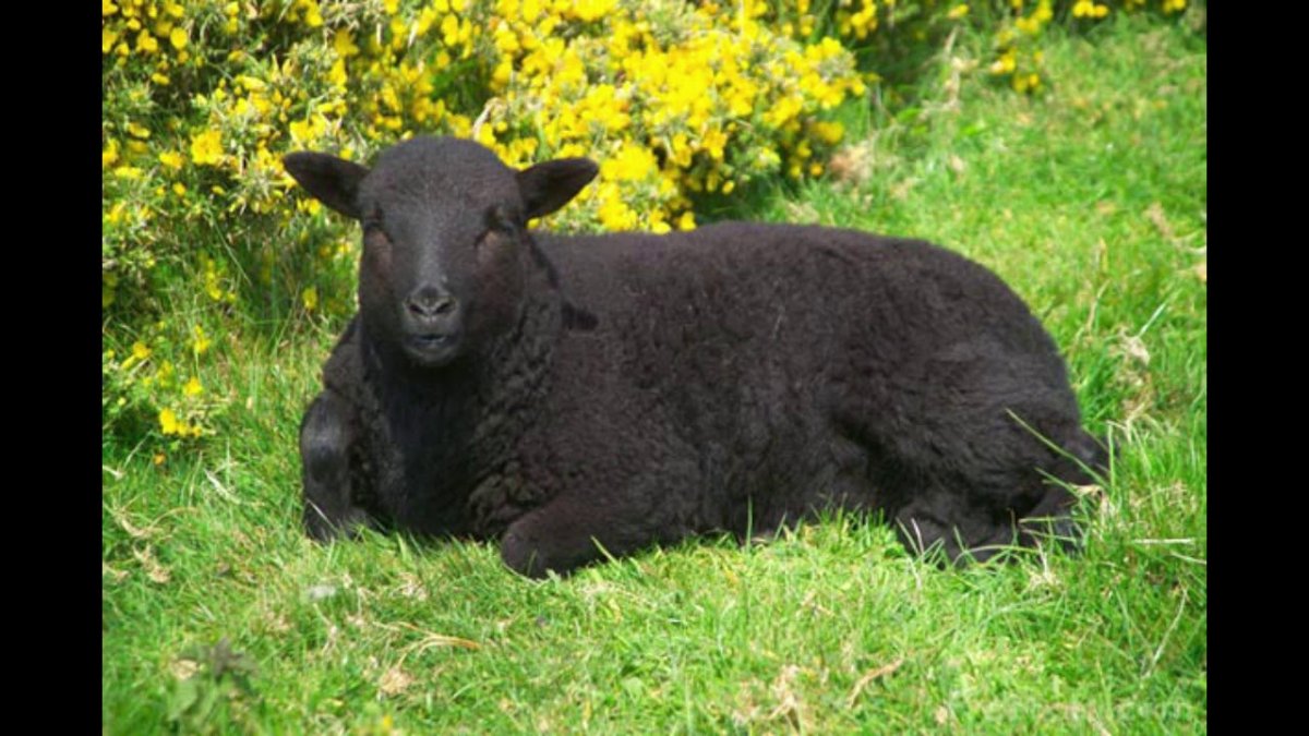 Черная кудрявая овца