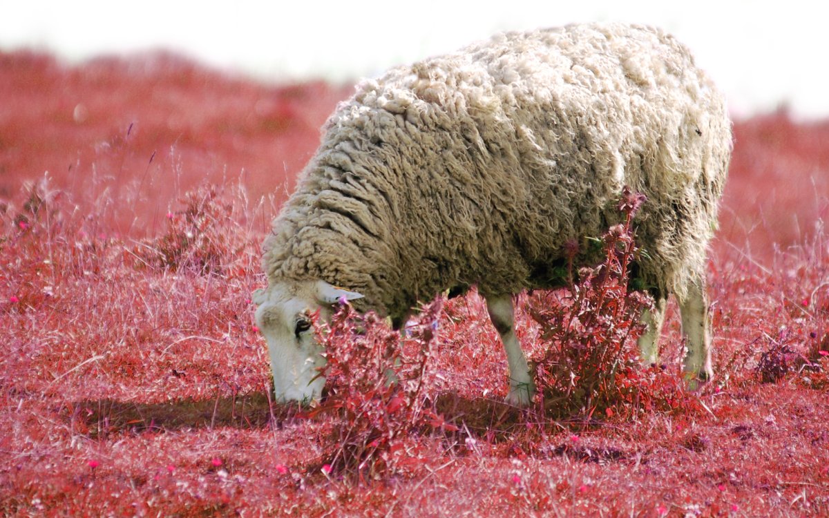 Овечки на рабочий стол