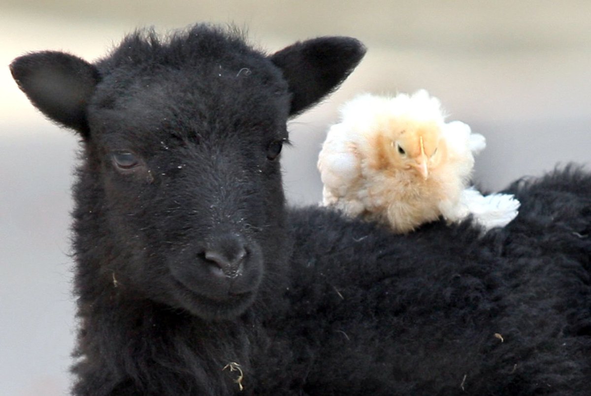 Черная водяная овца