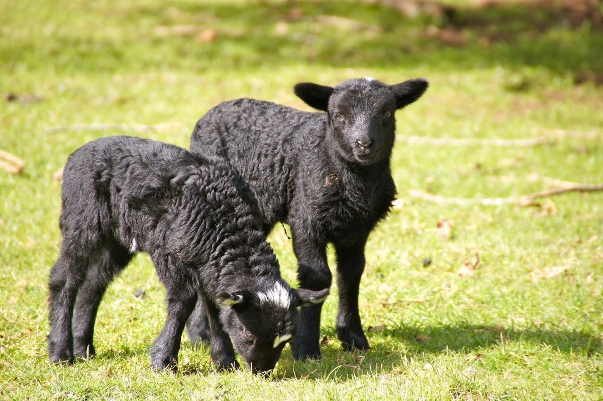 Карачаевская порода Баранов