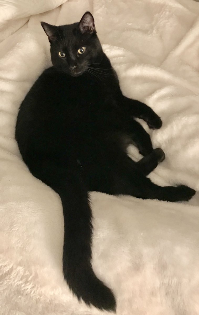 Стрижка черного кота