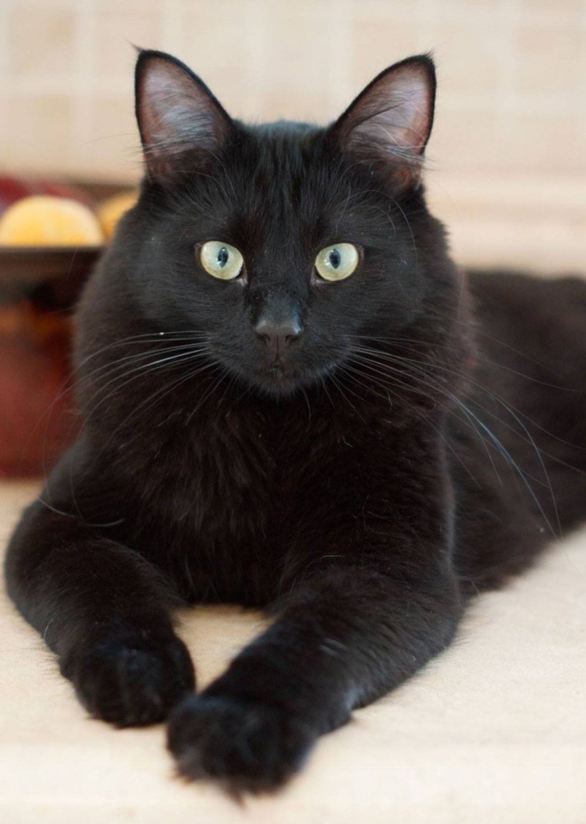 Черный породистый кот
