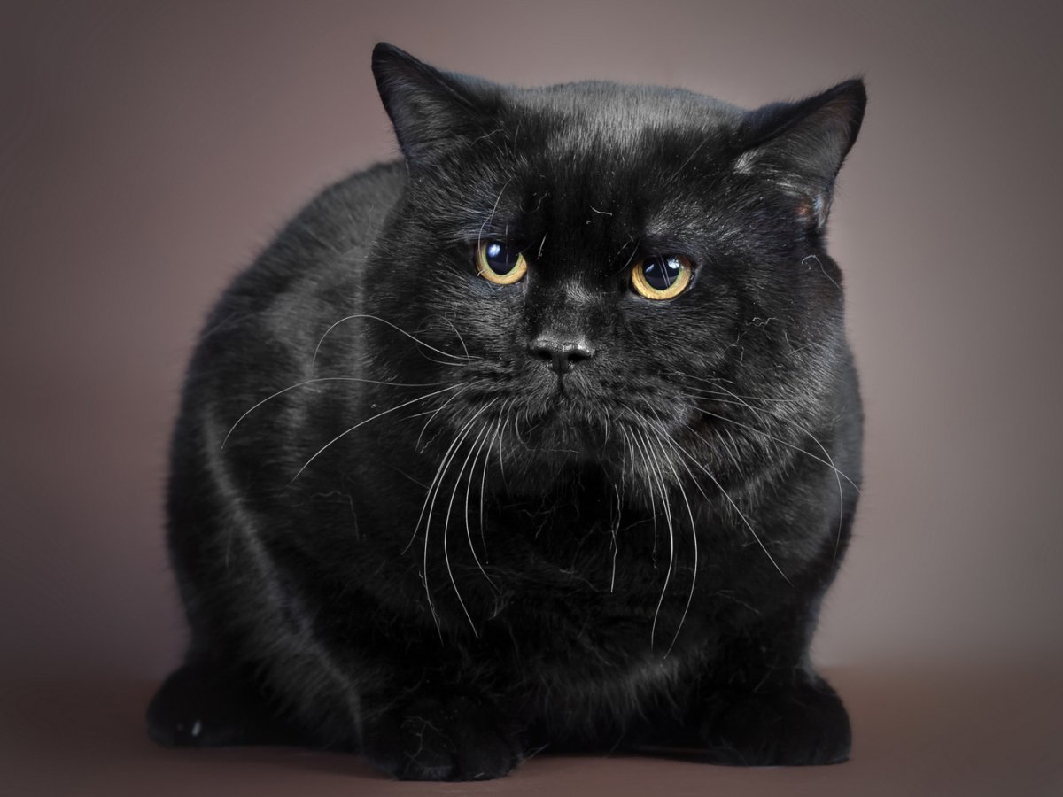 Большой черный кот