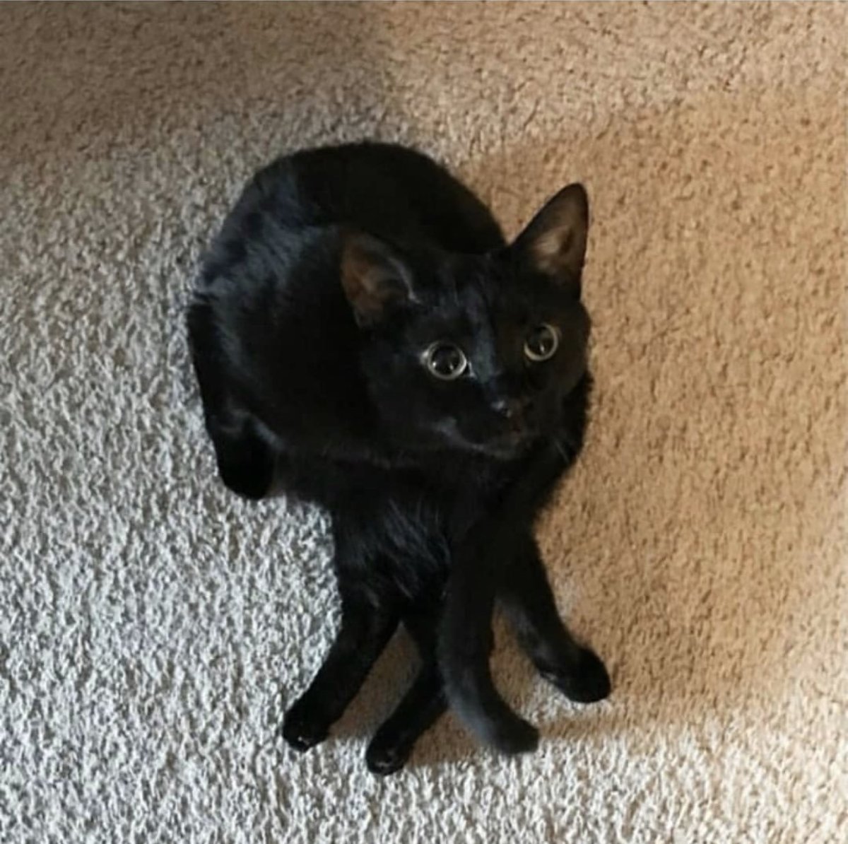 Абиссинская кошка черная