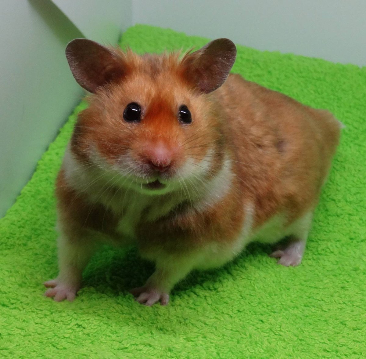 Сирийский хомяк белый