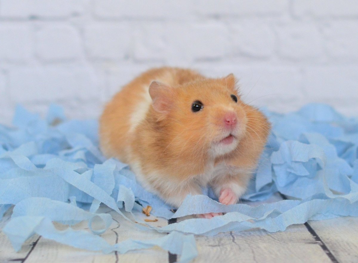 Хомяк сирийский