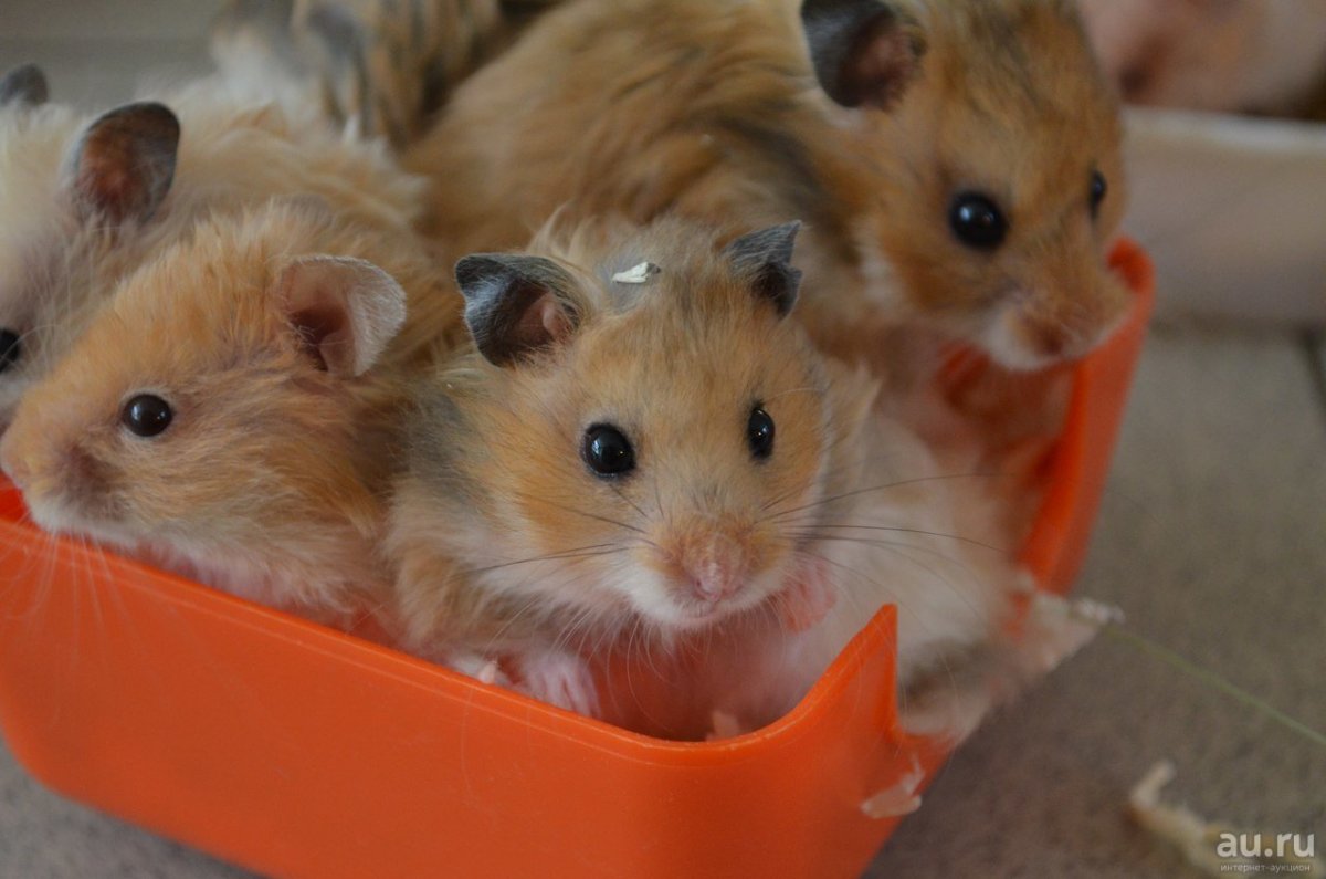 Крыса няшка