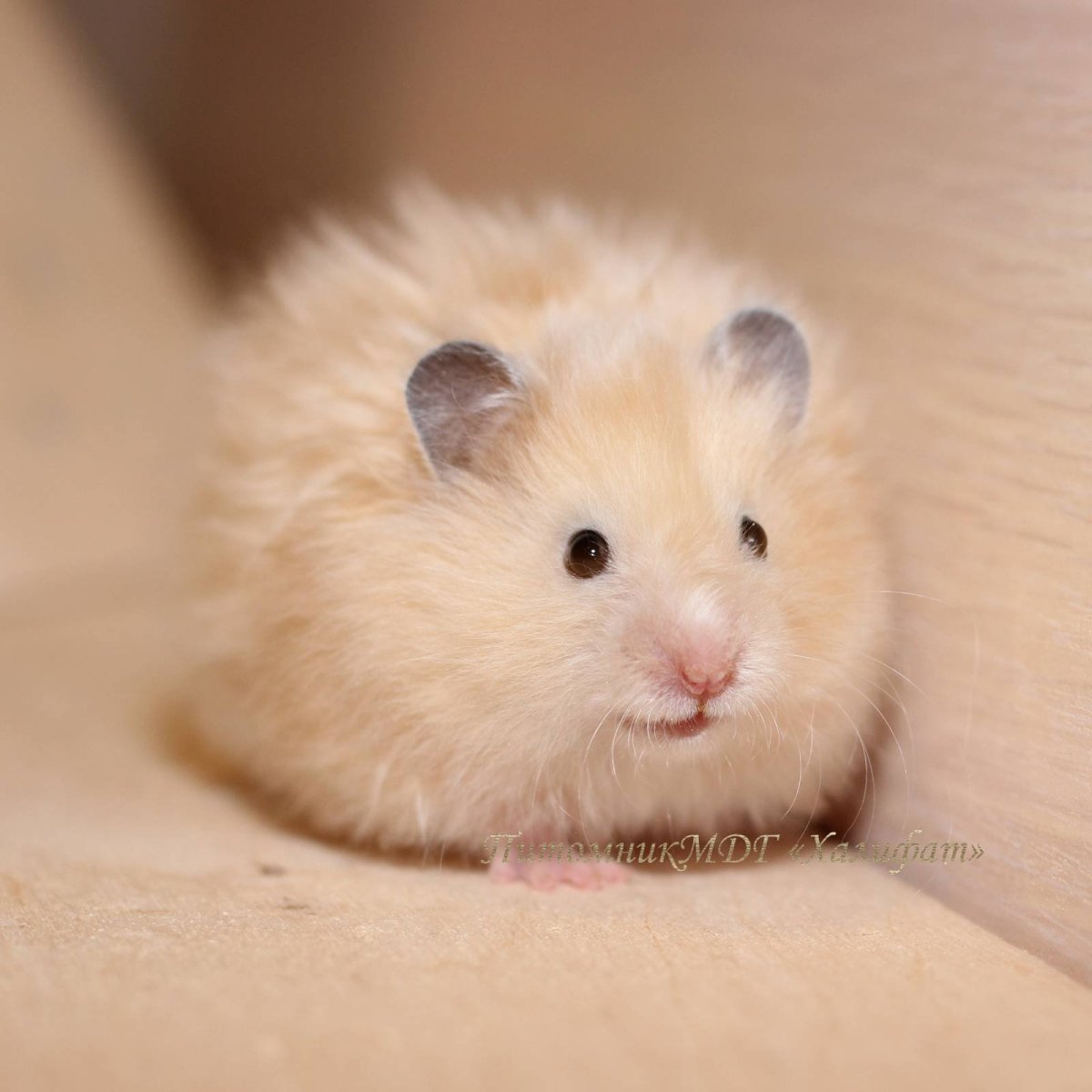 Персиковый сирийский хомяк