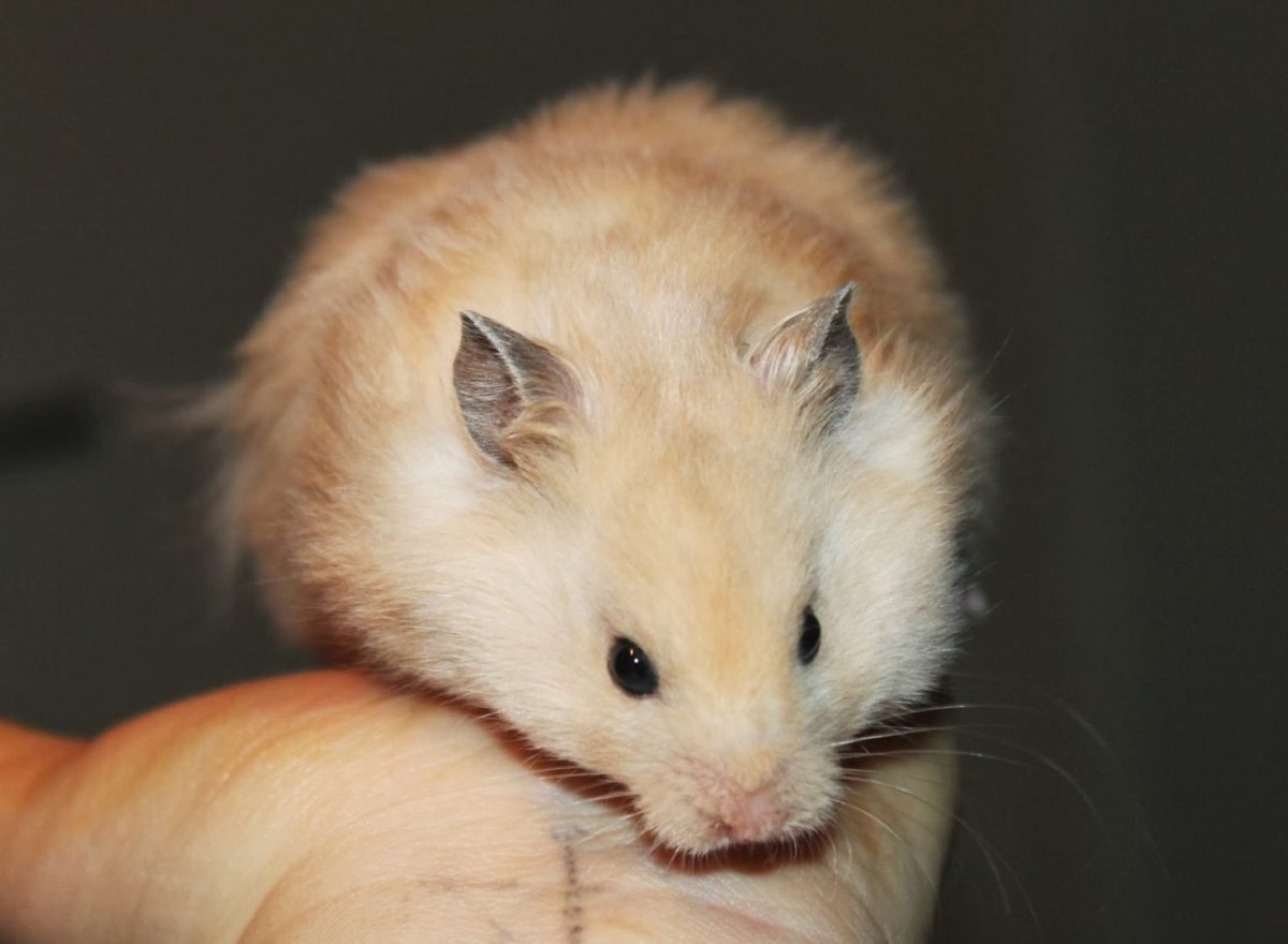 Сирийский хомяк длинношерстный
