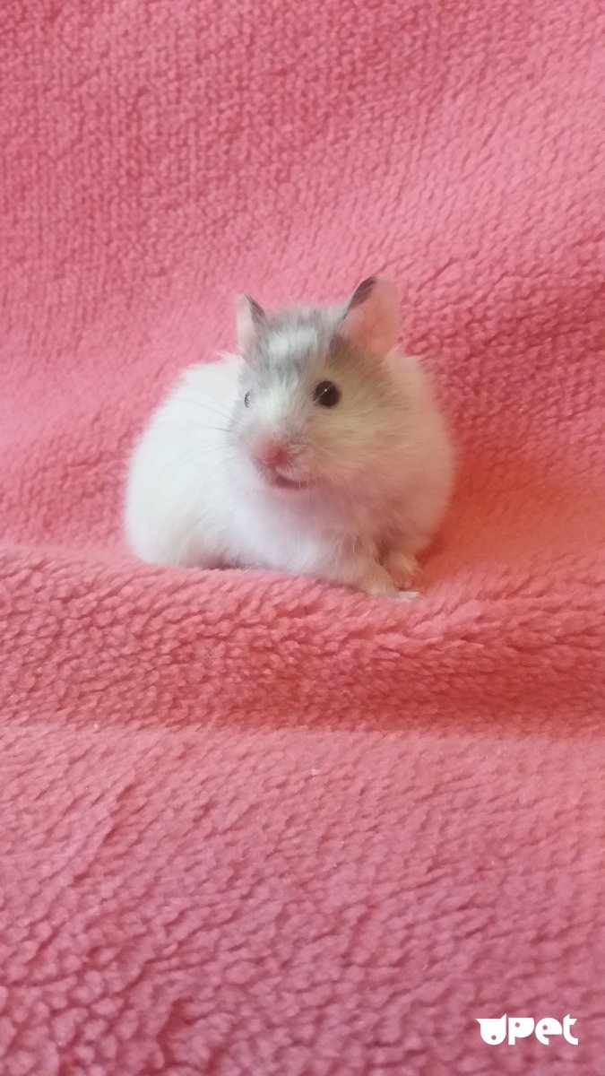 Жрущий хомяк