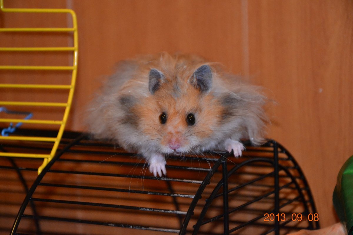 Сирийский хомяк длинношерстный