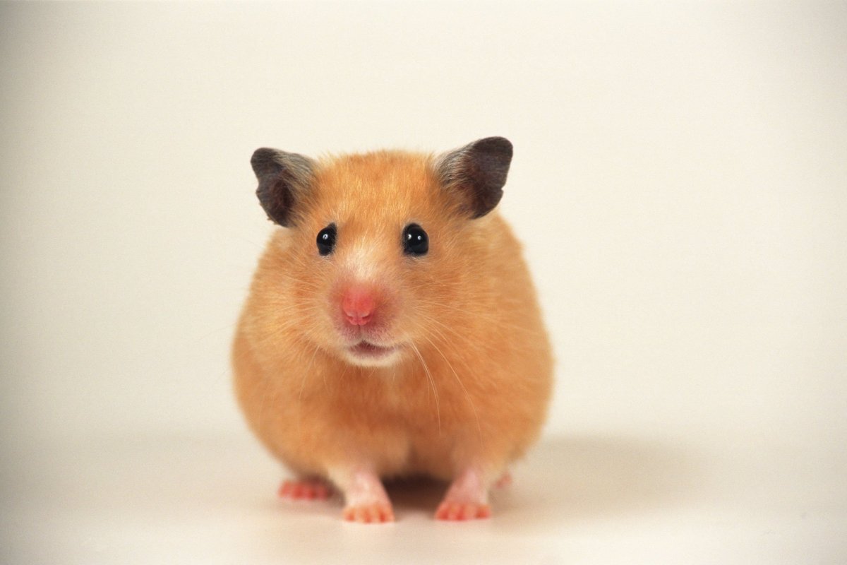 Персиковый сирийский хомяк
