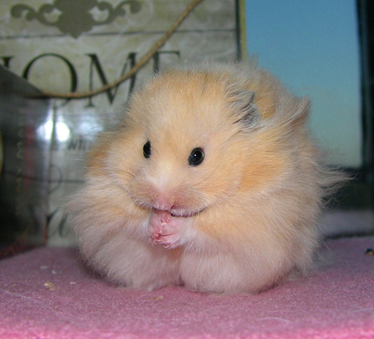 Хомячок персикового цвета