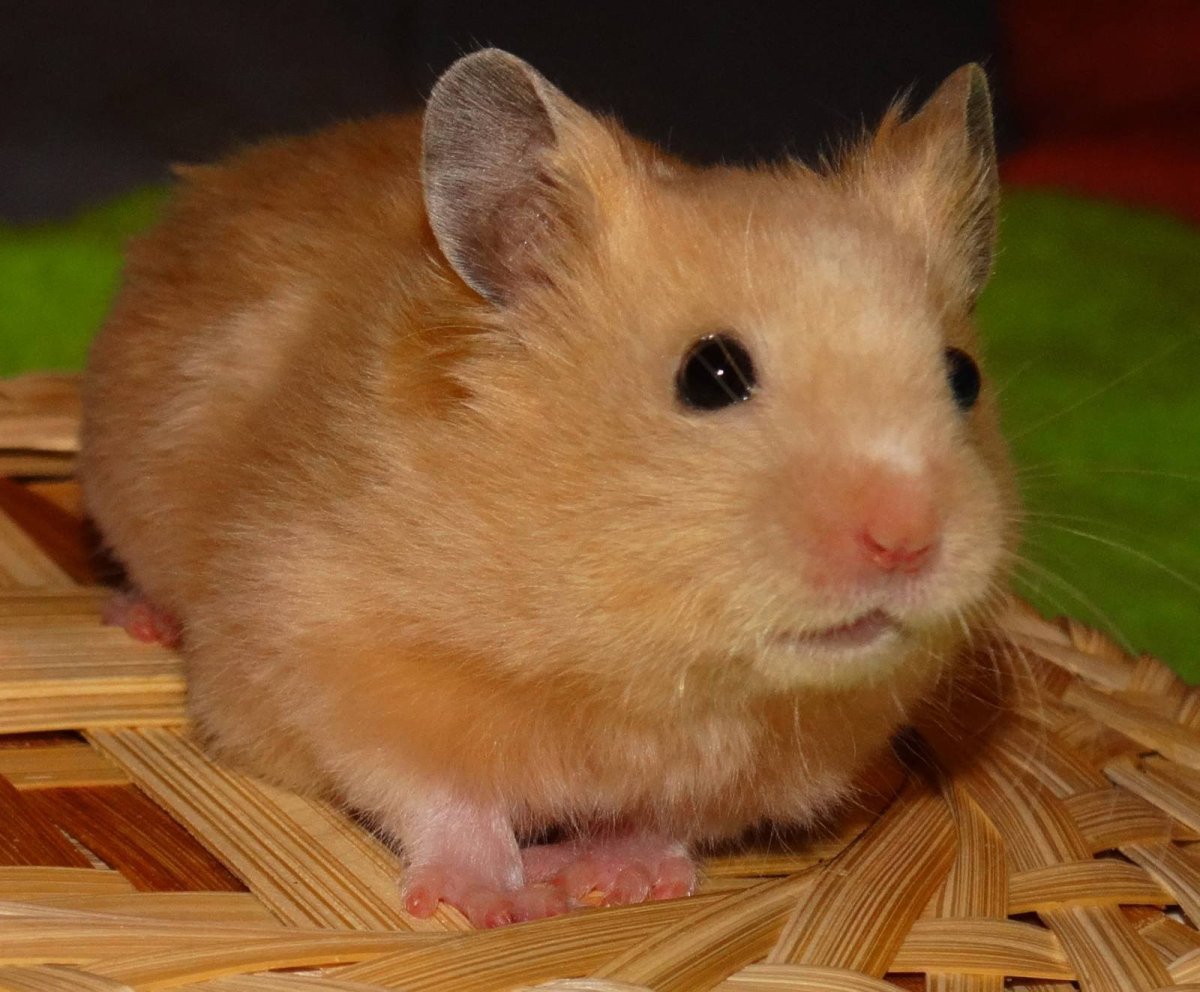 Две морские свинки