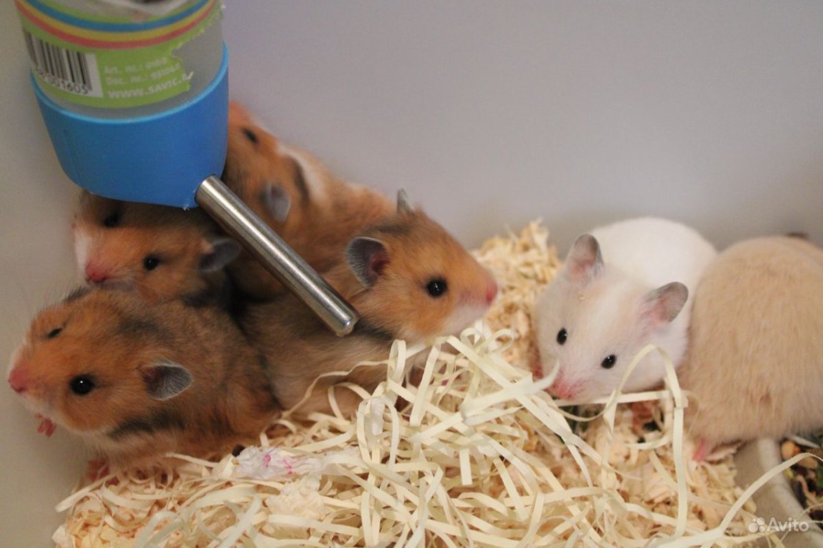 Mesocricetus auratus