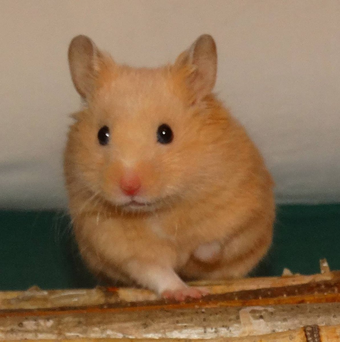 Сирийский хомяк золотистый